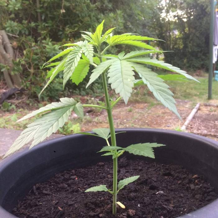  Cookiedawg English Manny Cut . Week 6 - Roughly day 42 