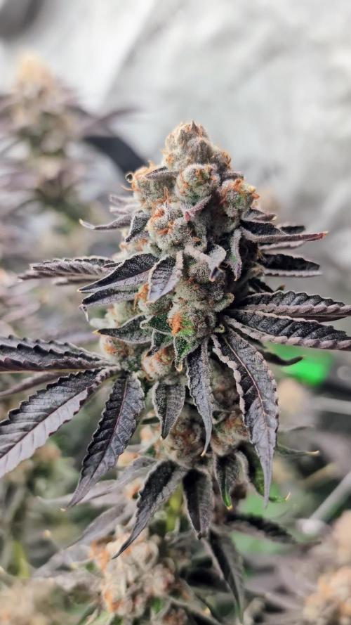 BeLeaf - Tricho Jordan #5, Koosh The Magic Dragon #4