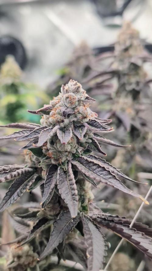 BeLeaf - Tricho Jordan #5, Koosh The Magic Dragon #4