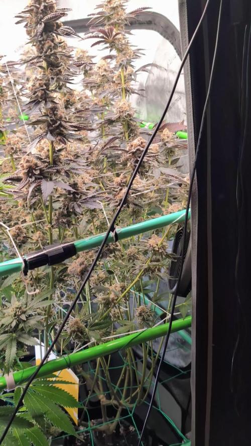 BeLeaf - Tricho Jordan #5, Koosh The Magic Dragon #4