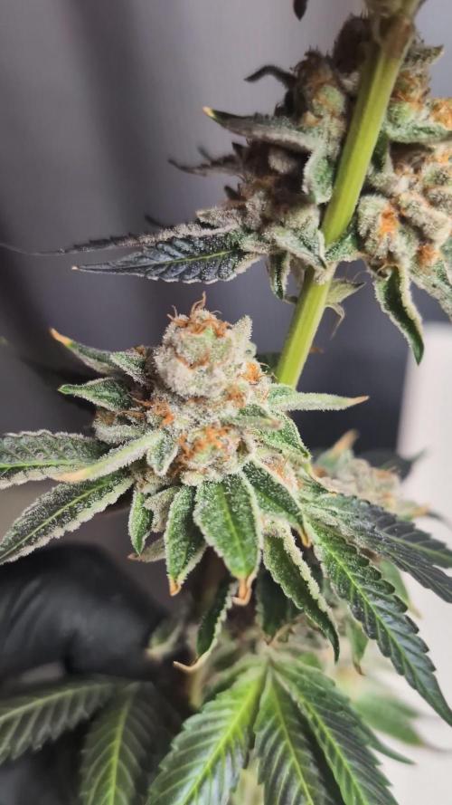 BeLeaf - Tricho Jordan #5, Koosh The Magic Dragon #4
