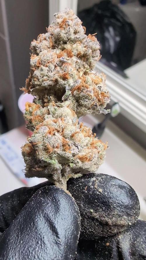 BeLeaf - Tricho Jordan #5, Koosh The Magic Dragon #4