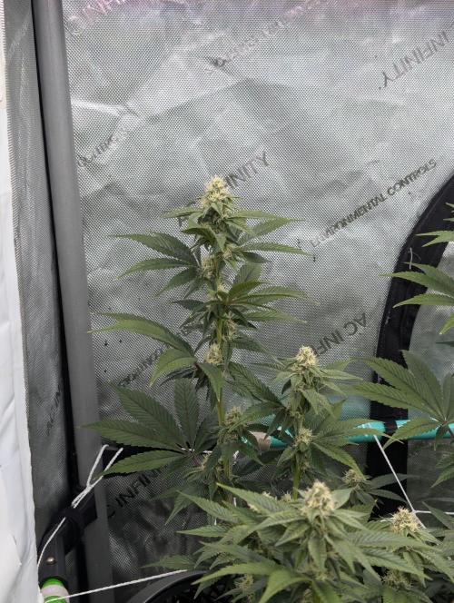 BeLeaf Mamas and Papas. Week 4