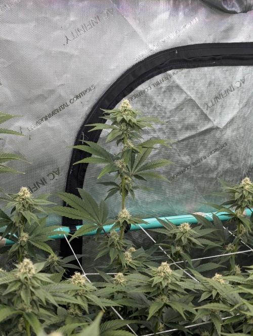 BeLeaf Mamas and Papas. Week 4