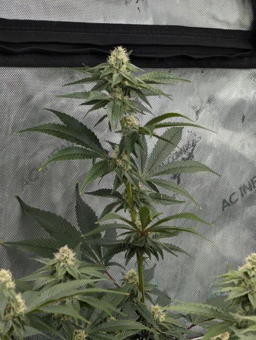 BeLeaf Mamas and Papas. Week 4