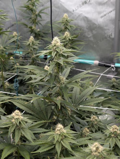 BeLeaf Mamas and Papas. Week 4