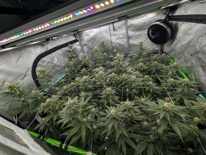 BeLeaf Mamas and Papas. Week 4