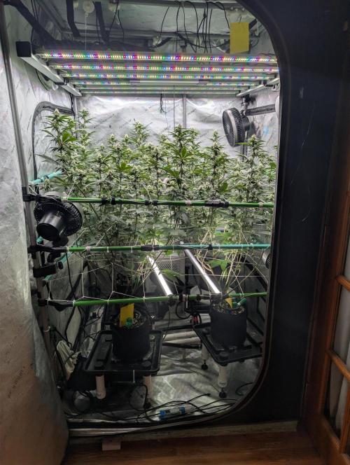 BeLeaf Mamas and Papas. Week 4