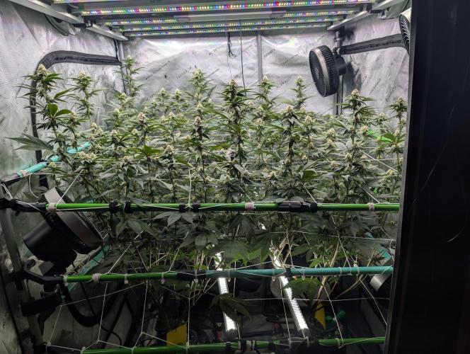 BeLeaf Mamas and Papas. Week 4