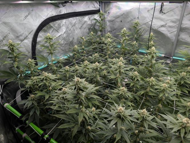 BeLeaf Mamas and Papas. Week 4