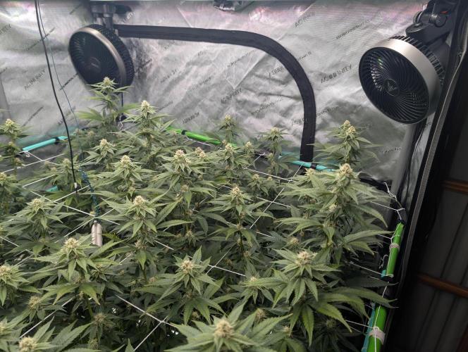 BeLeaf Mamas and Papas. Week 4