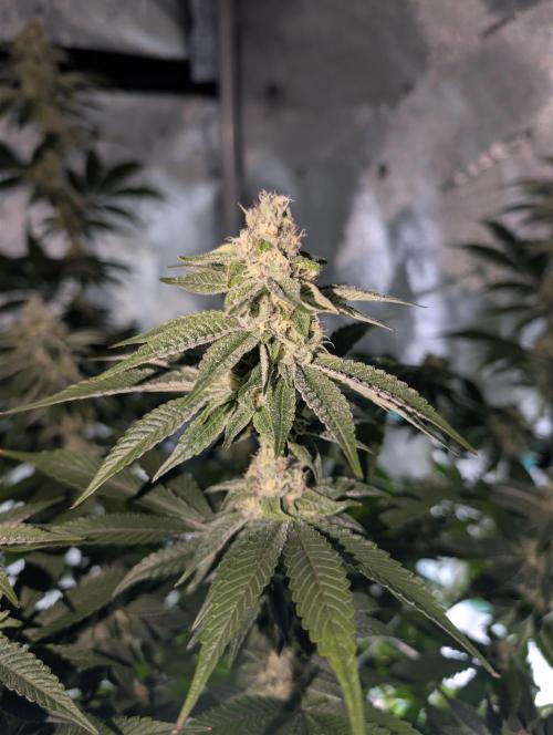 BeLeaf Mamas and Papas. Week 5 - TJ #2 D32