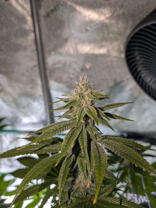 BeLeaf Mamas and Papas. Week 5 - Truff D32