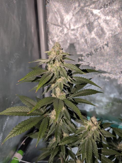BeLeaf Mamas and Papas. Week 5 - KMD D32