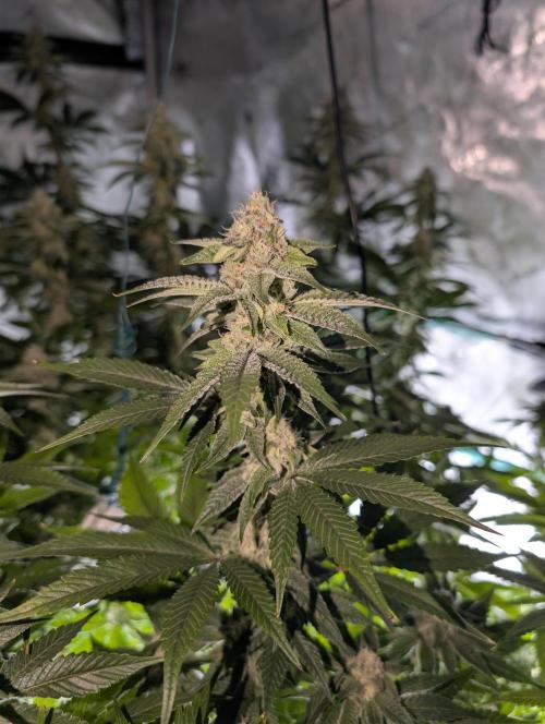 BeLeaf Mamas and Papas. Week 5 - TJ #1 D32