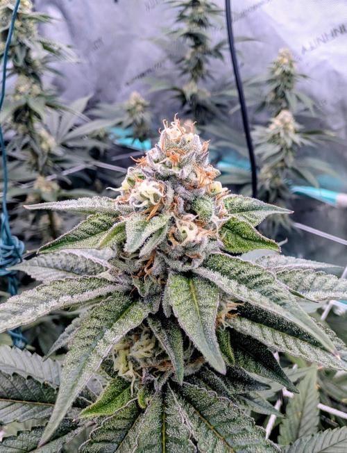 BeLeaf Mamas and Papas. Week 5 - TJ D35