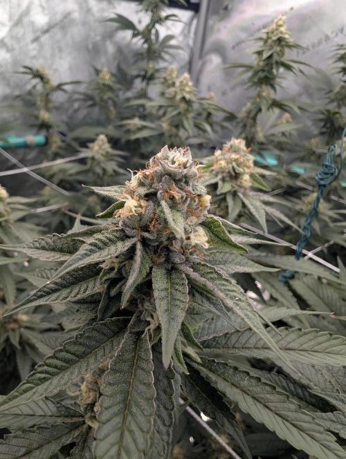 BeLeaf Mamas and Papas. Week 5 - D35