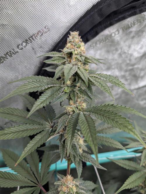 BeLeaf Mamas and Papas. Week 5 - KMD D35