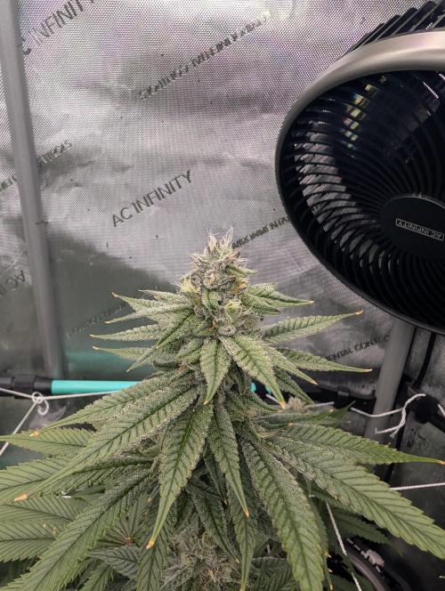 BeLeaf Mamas and Papas. Week 5 - Truff D35