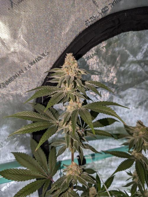 BeLeaf Mamas and Papas. Week 5 - KMD D35