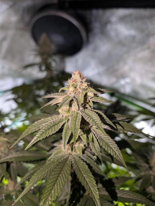 BeLeaf Mamas and Papas. Week 5 - D35