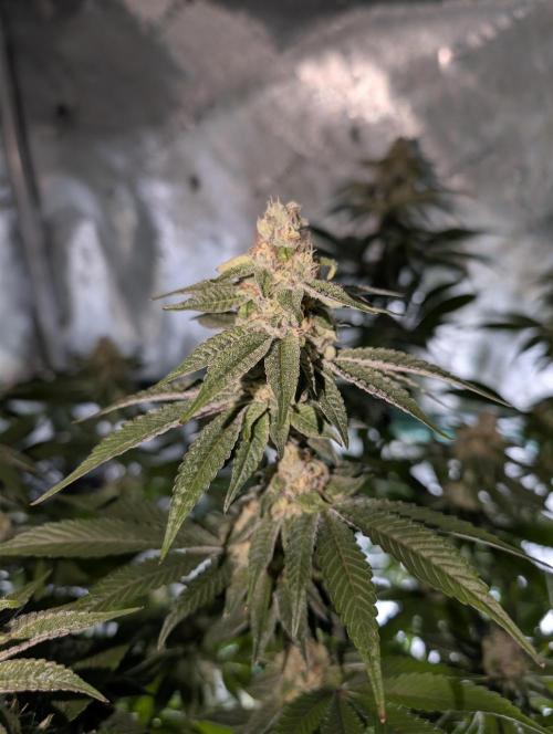 BeLeaf Mamas and Papas. Week 5 - D35