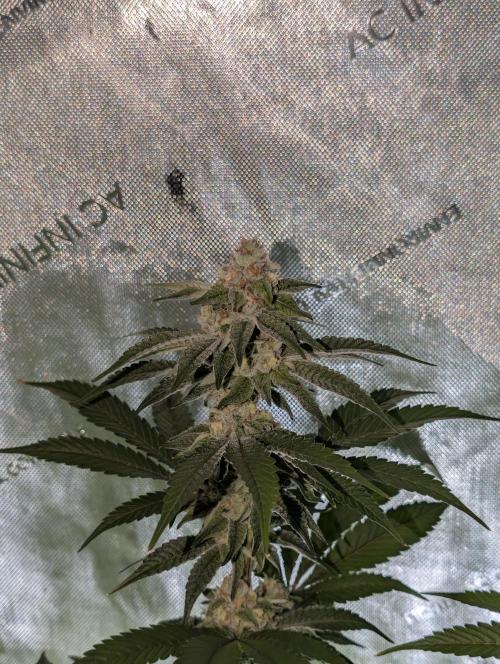 BeLeaf Mamas and Papas. Week 5 - D35