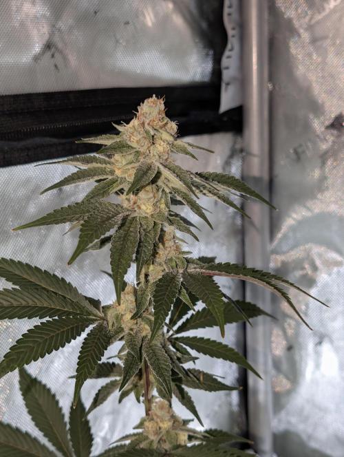 BeLeaf Mamas and Papas. Week 5 - TJ D35