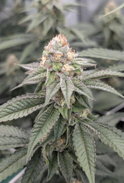 BeLeaf Mamas and Papas. Week 6 - TJ D37