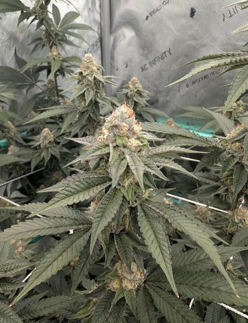 BeLeaf Mamas and Papas. Week 6 - TJ D37