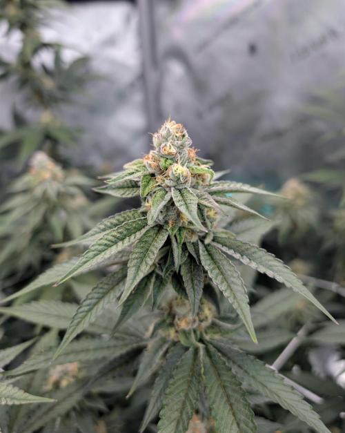 BeLeaf Mamas and Papas. Week 6 - TJ D37