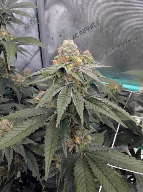 BeLeaf Mamas and Papas. Week 6 - D37