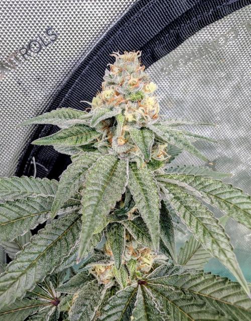 BeLeaf Mamas and Papas. Week 6 - KMD D37