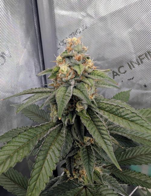 BeLeaf Mamas and Papas. Week 6 - D37