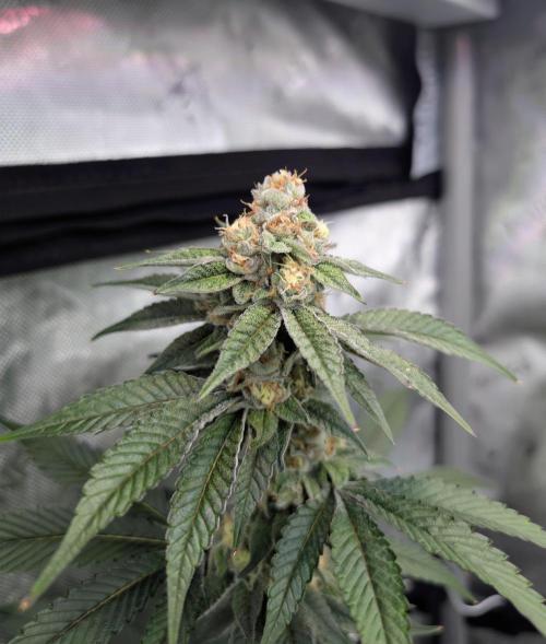 BeLeaf Mamas and Papas. Week 6 - TJ D37