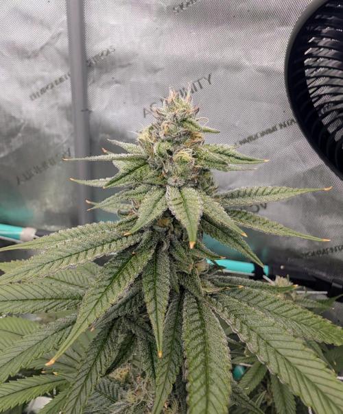 BeLeaf Mamas and Papas. Week 6 - Truff D37