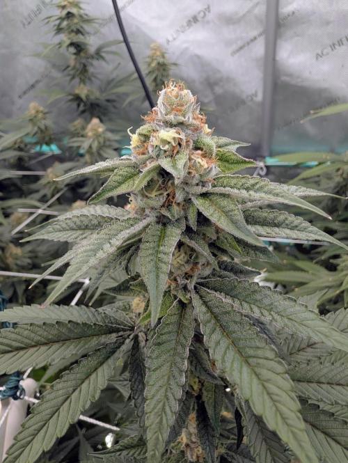 BeLeaf Mamas and Papas. Week 6 - D37