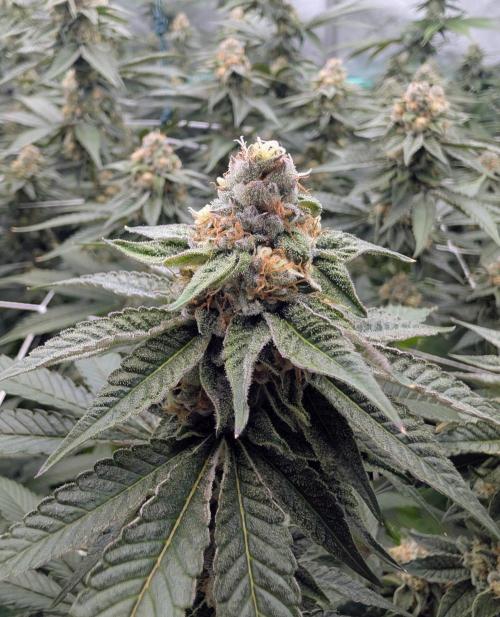 BeLeaf Mamas and Papas. Week 6 - TJ D37