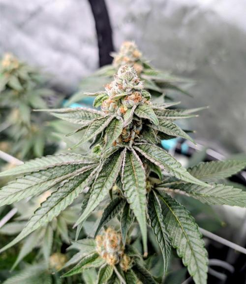 BeLeaf Mamas and Papas. Week 6 - D37