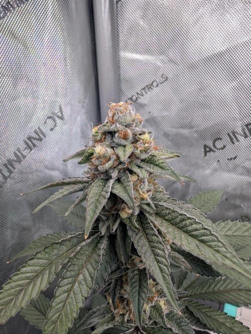 BeLeaf Mamas and Papas. Week 6 - TJ D41