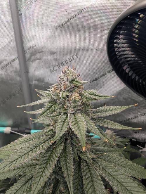 BeLeaf Mamas and Papas. Week 6 - Truffaloha D41