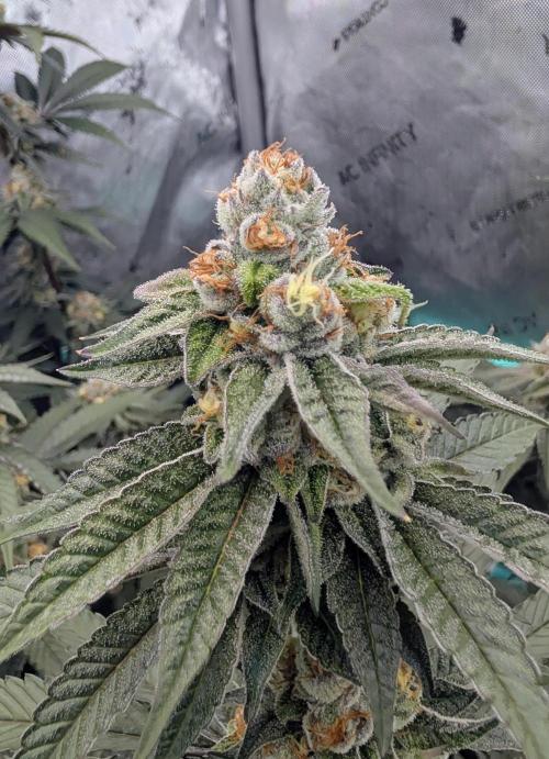 BeLeaf Mamas and Papas. Week 6 - TJ D41