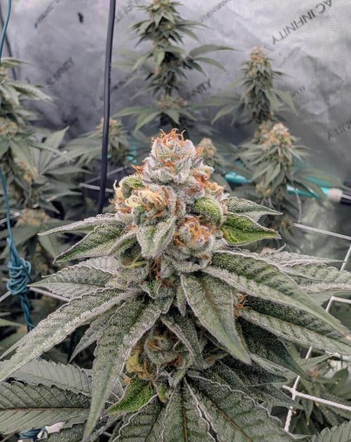 BeLeaf Mamas and Papas. Week 6 - TJ D41