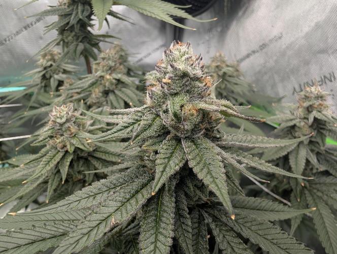 BeLeaf Mamas and Papas. Week 6 - Truffaloha D41