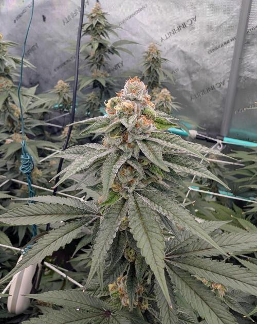 BeLeaf Mamas and Papas. Week 6 - TJ D41