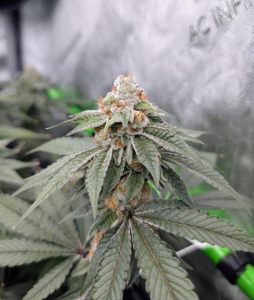 BeLeaf Mamas and Papas. Week 6 - TJ D41