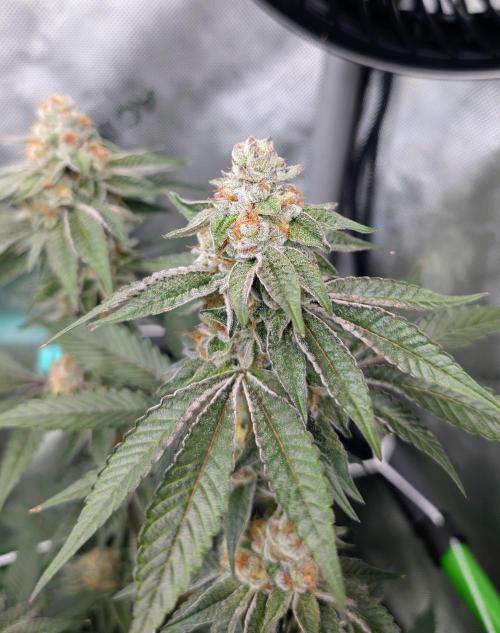 BeLeaf Mamas and Papas. Week 6 - TJ D41