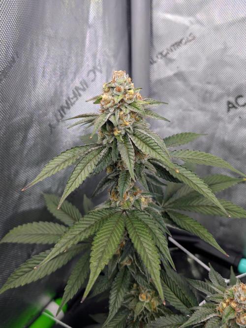 BeLeaf Mamas and Papas. Week 6 - KMD D41
