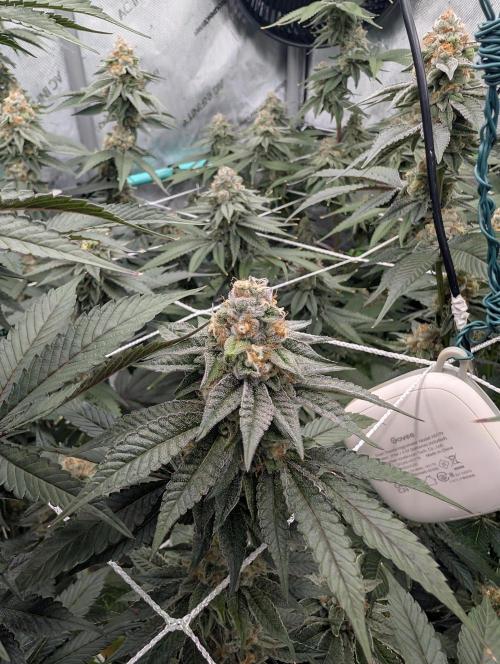 BeLeaf Mamas and Papas. Week 6 - KMD D41