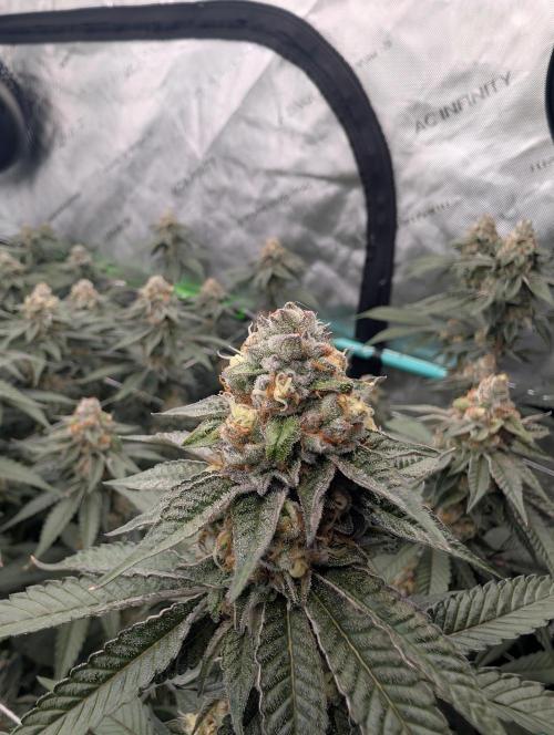 BeLeaf Mamas and Papas. Week 6 - KMD D41